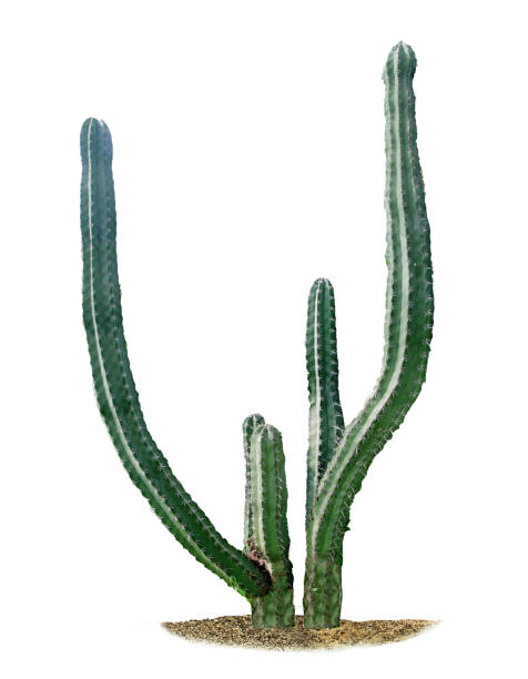 istock close up of cactus isolated on white background 826560174
