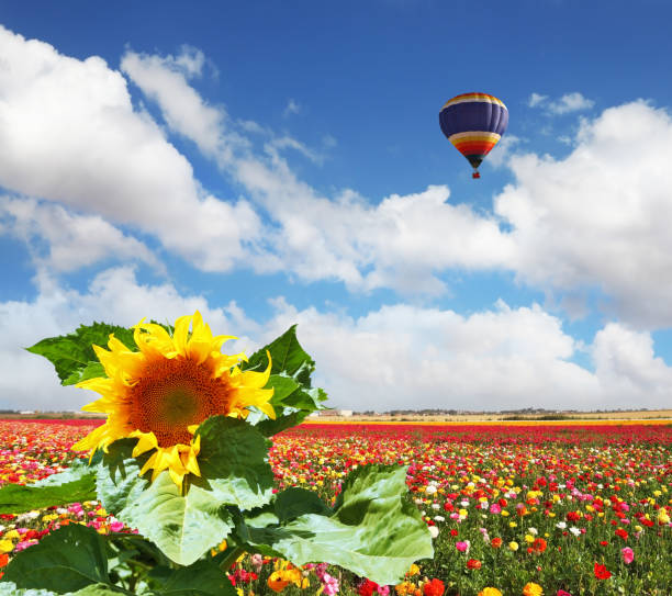 istock The picturesque sunflower 826560390