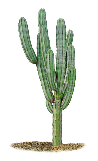 istock close up of cactus isolated on white background 826560744