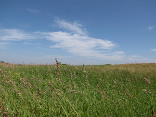 преусы - saskatchewan saskatoon field prairie стоковые фото и изображения