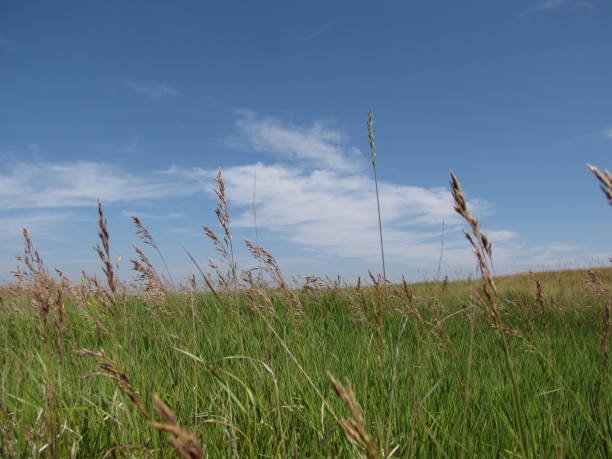 praries - saskatchewan saskatoon field prairie stock-fotos und bilder