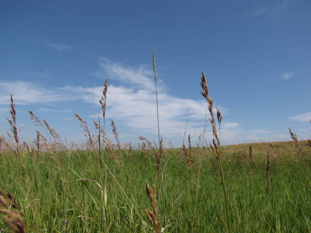 praries - saskatchewan saskatoon field prairie stock-fotos und bilder