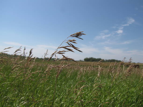 praterie - saskatoon saskatchewan prairie field foto e immagini stock