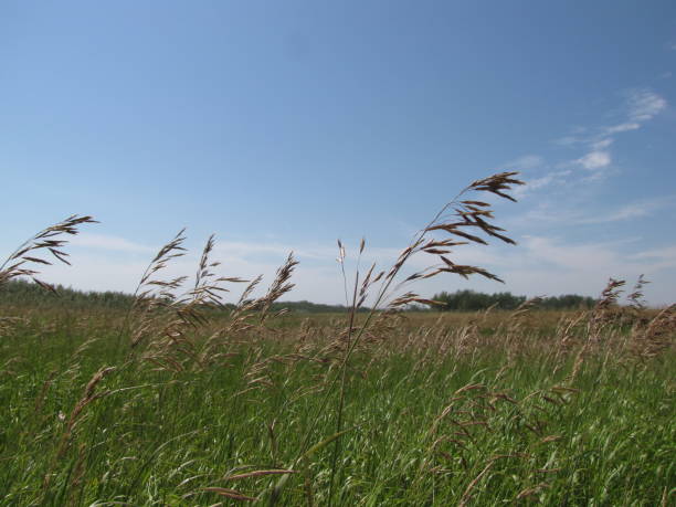 praterie - saskatoon saskatchewan prairie field foto e immagini stock