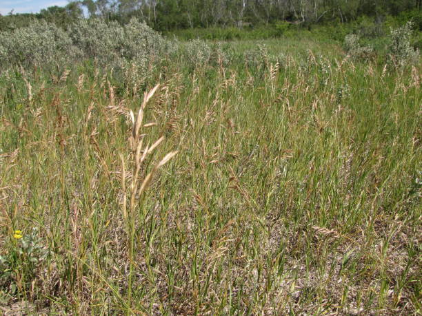 praries - saskatchewan saskatoon field prairie stock-fotos und bilder