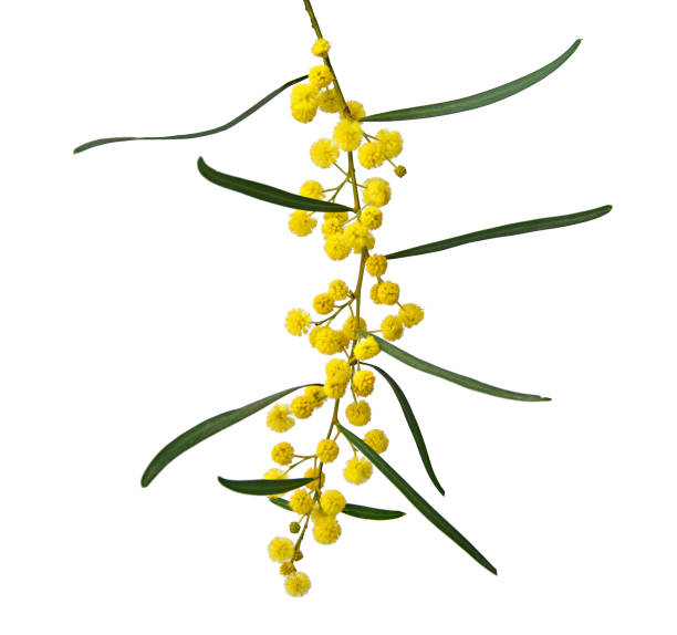 istock Close up of Acacia saligna 826561010