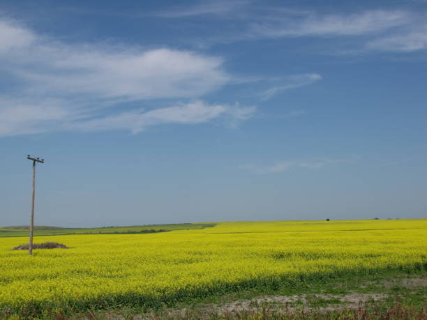 prärie - saskatchewan saskatoon field prairie stock-fotos und bilder