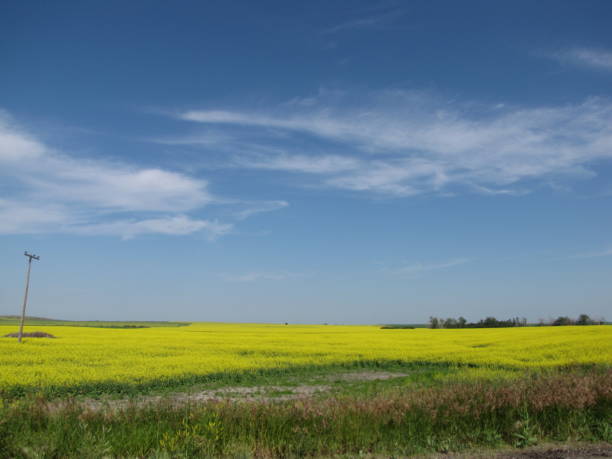 prärie - saskatchewan saskatoon field prairie stock-fotos und bilder