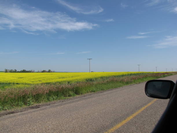 prärie - saskatchewan saskatoon field prairie stock-fotos und bilder