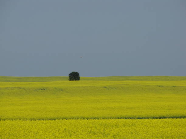 praderas - saskatoon saskatchewan prairie field fotografías e imágenes de stock