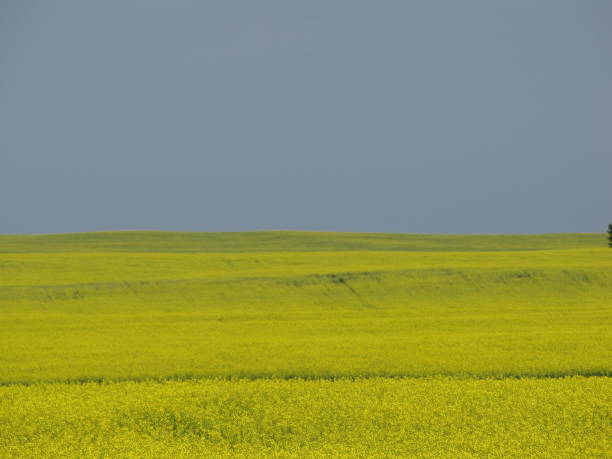 praterie - saskatoon saskatchewan prairie field foto e immagini stock