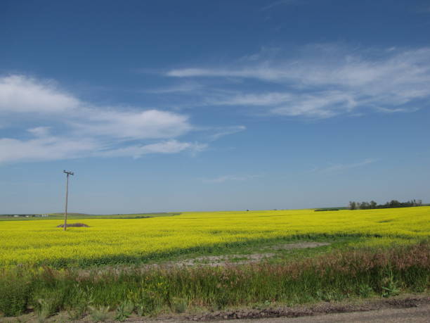 прерии - saskatchewan saskatoon field prairie стоковые фото и изображения