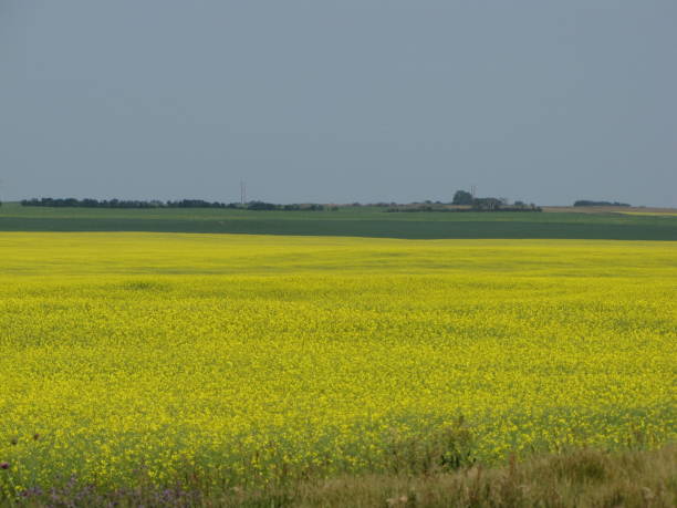 prärie - saskatchewan saskatoon field prairie stock-fotos und bilder