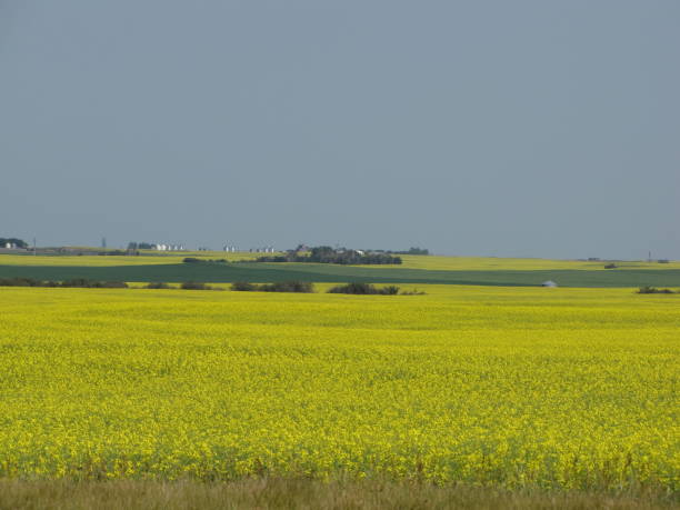 praderas - saskatoon saskatchewan prairie field fotografías e imágenes de stock