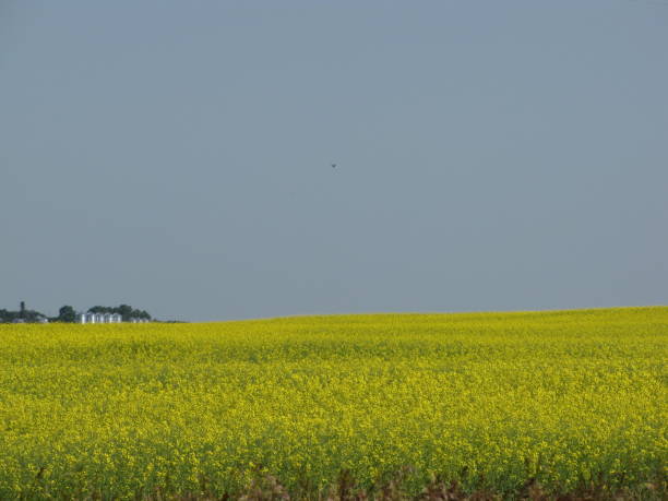 praderas - saskatoon saskatchewan prairie field fotografías e imágenes de stock