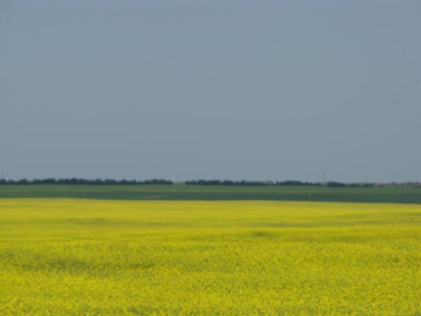 praderas - saskatoon saskatchewan prairie field fotografías e imágenes de stock