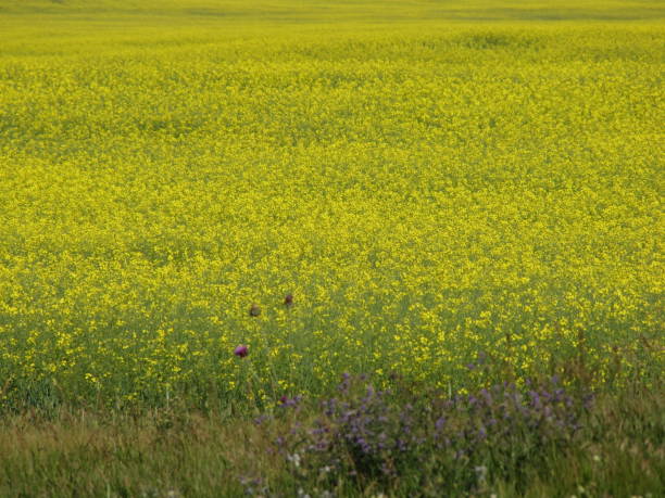 praterie - saskatoon saskatchewan prairie field foto e immagini stock