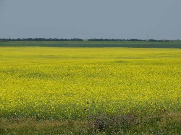 прерии - saskatchewan saskatoon field prairie стоковые фото и изображения