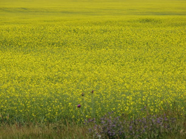 прерии - saskatchewan saskatoon field prairie стоковые фото и изображения