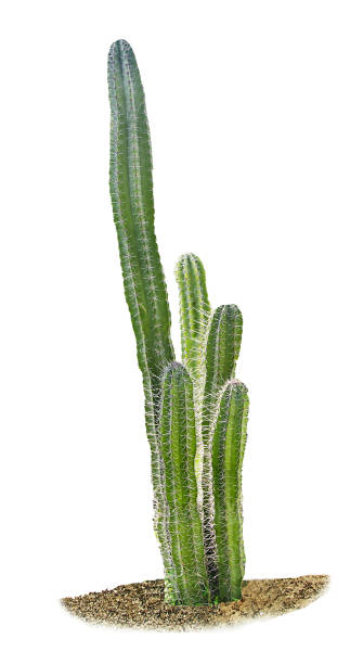 istock close up of cactus isolated on white background 826561738