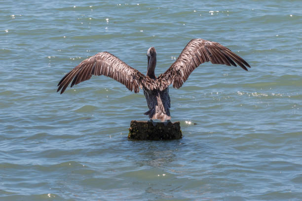 Pelican Standing on Pillar with Wings Wide Open