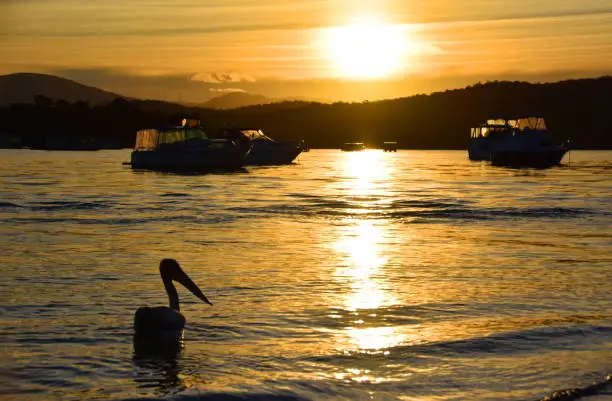 Photo of Pelican Silhouette