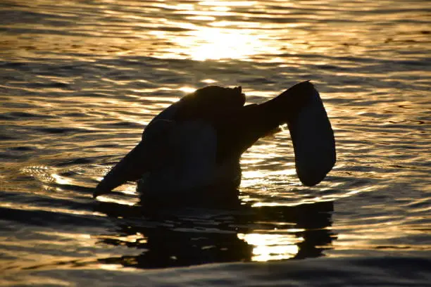 Photo of Pelican Silhouette