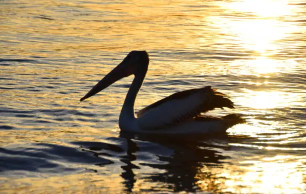 Photo of Pelican Silhouette