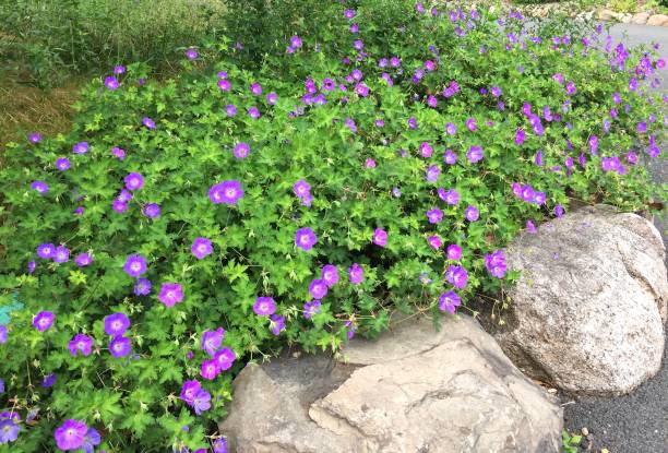 istock Purple Flowers Near Curb 826574048