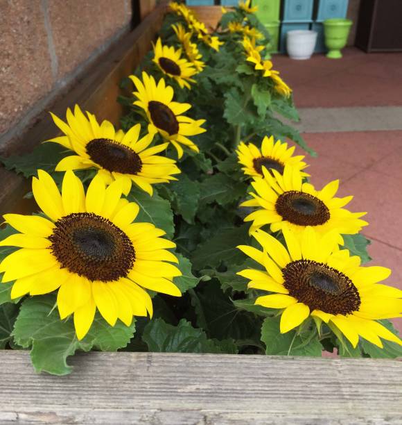 istock Mini Sunflowers on Outdoor Display Shelf 826574154