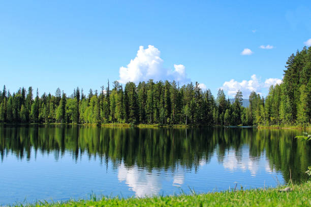 istock forest lake with reflection of trees and clouds in water 826575258