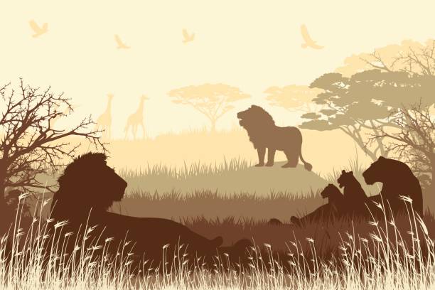 illustrations, cliparts, dessins animés et icônes de fond de safari africain avec roaring lion, lionne et oursons - savane africaine