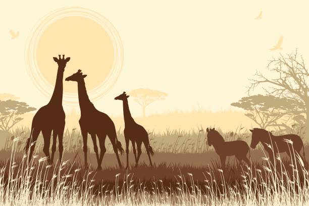 African Safari background with giraffes and zebras African Safari background with giraffes and zebras. giraffe calf stock illustrations