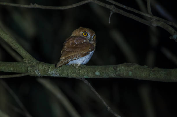 istock Oriental scop owl bird 826578310