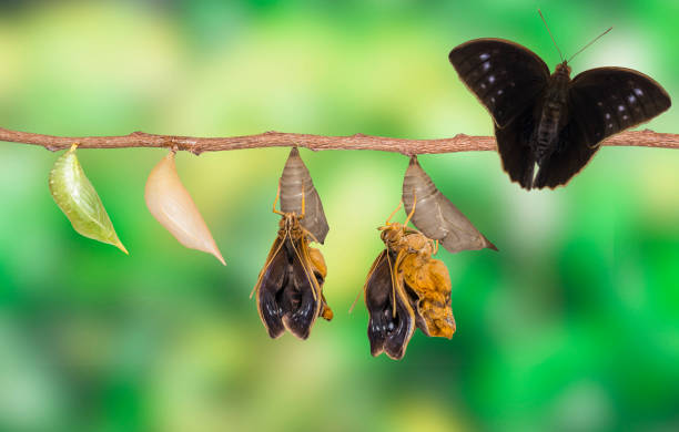istock Life clycle of common duffer butterfly ( Discophota sondaica Boisduval ) on white 826578478
