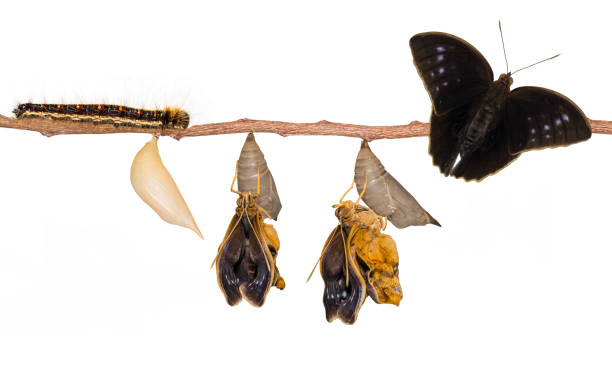 istock Life clycle of common duffer butterfly ( Discophota sondaica Boisduval ) on white 826578508
