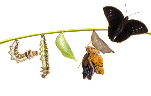 istock Life clycle of common duffer butterfly ( Discophota sondaica Boisduval ) on white 826578560