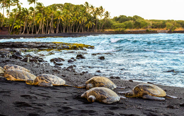 istock Sea Turtles on black sand beach 826580730