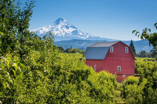 Red Barn in Pear Orchard, Oregon Farm, Field, Mountain, Mt Hood, Oregon - US State oregon barn farm mt hood stock pictures, royalty-free photos & images