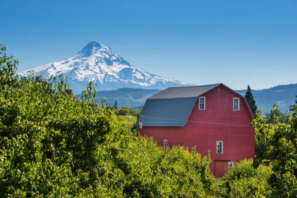 Red Barn in Pear Orchard, Oregon Farm, Field, Mountain, Mt Hood, Oregon - US State oregon barn farm mt hood stock pictures, royalty-free photos & images