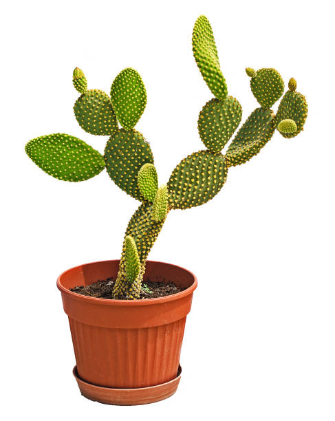 istock Opuntia cactus isolated on white background 826581384