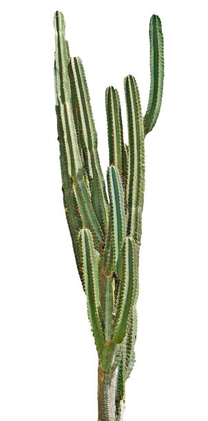 istock close up of cactus isolated on white background 826581684
