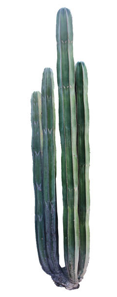 istock close up of cactus isolated on white background 826581696