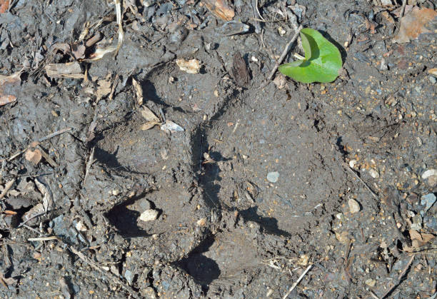 istock Footprint of tiger 826581770