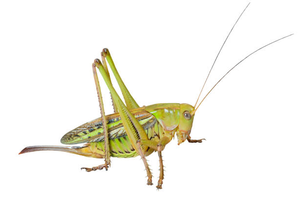 istock Doe of grasshopper 826581944