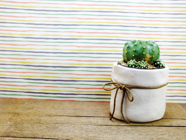 istock cactus plant home decoration group of small cactus pot 826581964
