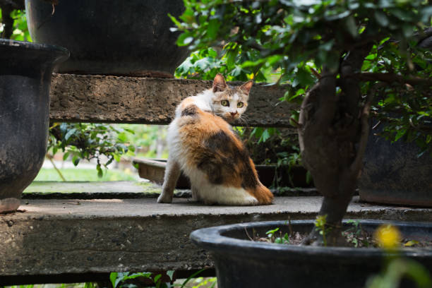 istock Cat hidding among bonsai trees and looking at camera 826584738