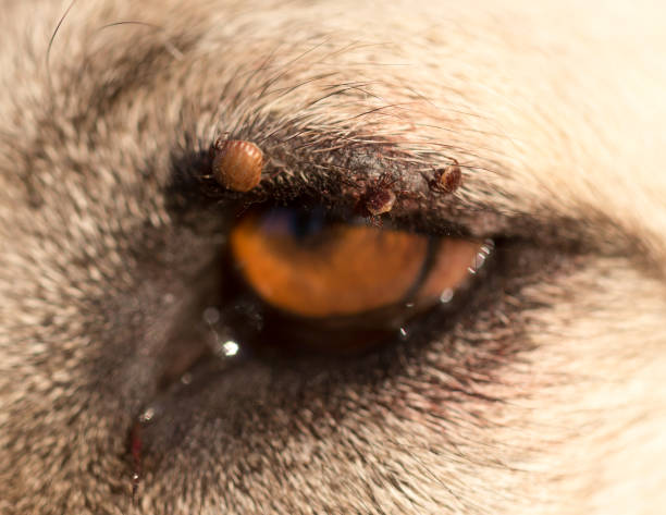 istock Mites on the eye of a dog 826586090