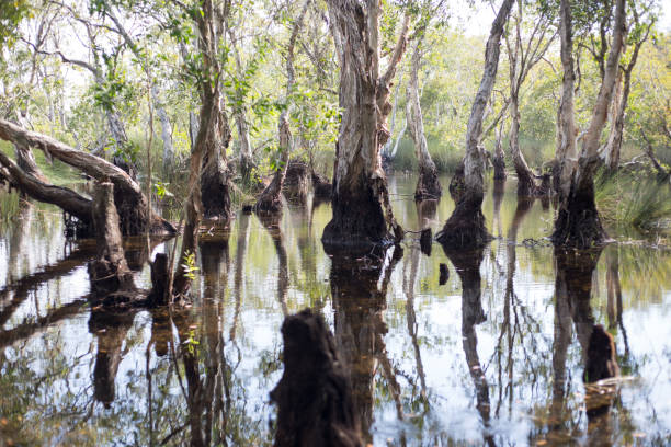 istock Melaleuca trees Wetland 826588786