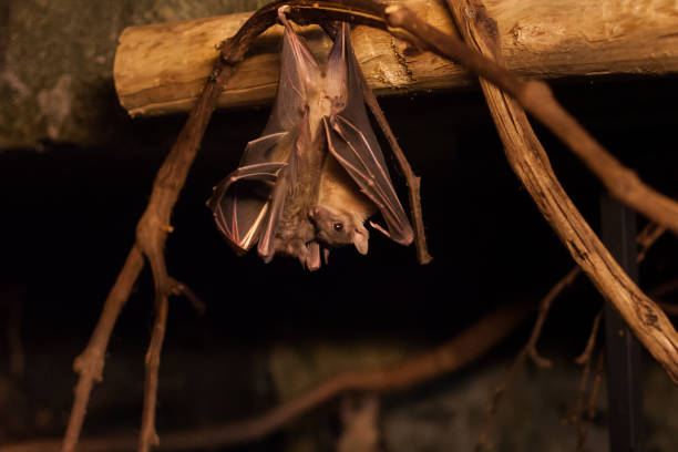 Egyptian Fruit Bat Roost (Rousettus aegyptiacus) This bat is hanging upside-down in their roost. rousettus aegyptiacus stock pictures, royalty-free photos & images